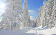 Verschneiter Weg im Schwarzwald Verschneiter Weg im Schwarzwald